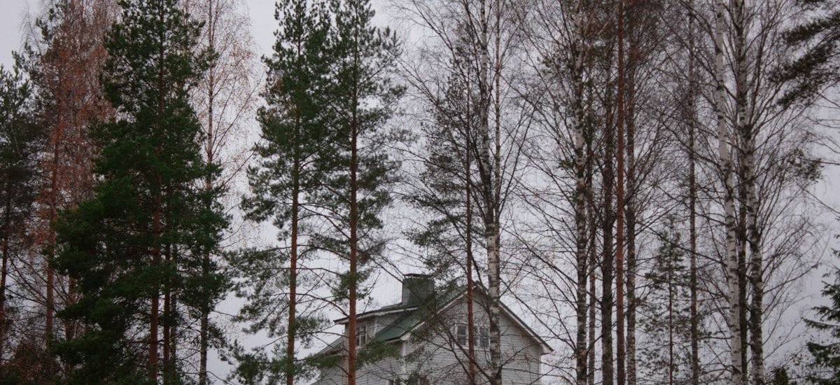 landscape photography of green-leaved trees