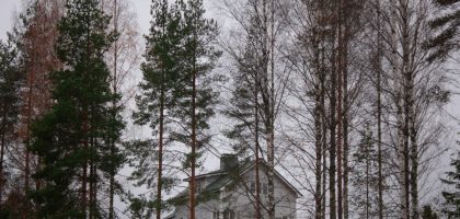 landscape photography of green-leaved trees