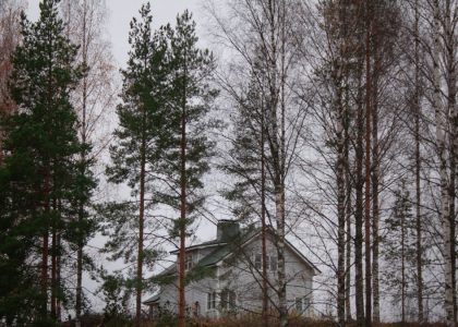 landscape photography of green-leaved trees